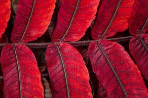 A closeup of the beautiful autumn leaves Rhus typhina, the staghorn sumac photo