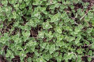 Nepeta cataria, mint or catnip photo