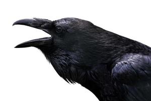 Common Raven isolated on white photo