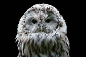 Ural owl - Strix uralensis. Nocturnal owl on black background photo