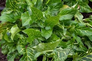 Young leaves of Arum maculatum photo