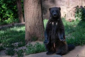 glotón siberiano - gulo gulo sentado en la naturaleza foto