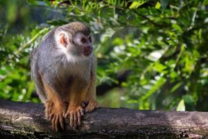 Common squirrel monkey - Saimiri sciureus on tree in the nature. photo