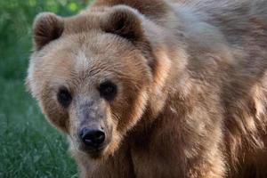 oso kamchatka en la hierba - ursus arctos beringianus foto