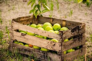 Basket with organic green apples photo