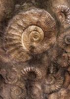 Ammonite fossils on the surface of the stone photo