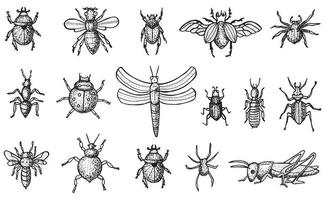 insectos con escarabajos, abejas y arañas aisladas en fondo blanco. vector