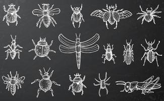 Insects Set with Beetles, Bees and Spiders on Black Chalkboard. vector