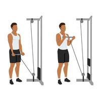 Man doing Straight bar low pulley cable curl. Flat vector illustration isolated on different layers. Workout character