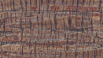bucle sin fisuras de telón de fondo de madera exótica. textura de patrón de corteza de palma. fondo de tronco de árbol tropical. video