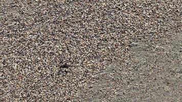 textura de areia com loop sem costura de transição de grãos grandes e pequenos. fundo de praia de verão. video