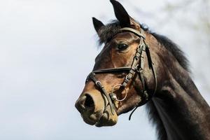 Horse on the farm photo