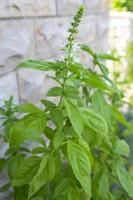 Fresh basil detail photo