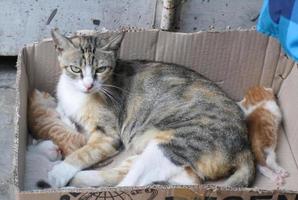 una gata hambrienta sin hogar que protege a sus gatitos foto