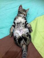 A small striped cute kitten lying on its back on a bed photo