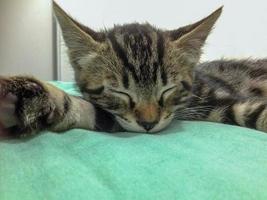 Cute kitten sleep deeply on a green blanket photo