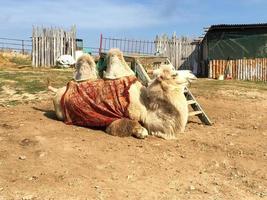 un camello tirado en el suelo seco del desierto foto