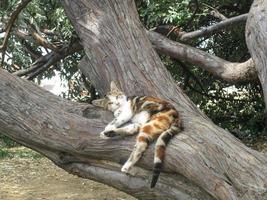 A small ginger cat sleeping on a tree photo