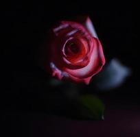 single red rose with a dark background. Generative AI. photo