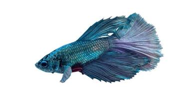 Blue and purple Siamese fighting fish photo