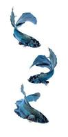 Blue and purple Siamese fighting fish photo