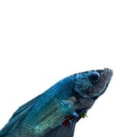 Closeup blue and purple Siamese fighting fish photo