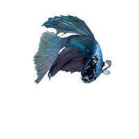 Blue and purple Siamese fighting fish photo