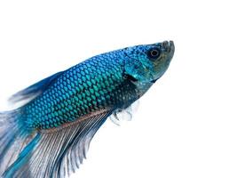 Blue Siamese fighting fish photo