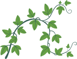 Simplicity ivy freehand drawing png