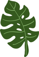 dessin à main levée feuille d'eucalyptus simplicité. png