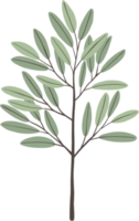 dessin à main levée feuille d'eucalyptus simplicité. png