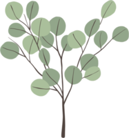 simplicity eucalyptus leaf freehand drawing. png