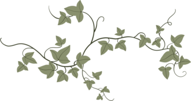 Simplicity ivy freehand drawing png