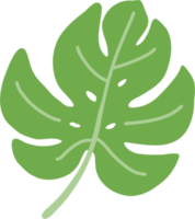 monstera leaf freehand drawing. png