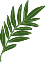 simplicity eucalyptus leaf freehand drawing. png