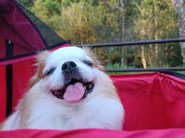 Dog breed Chihuahua sitting in a red stroller happy photo