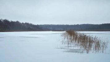 Frozen lake unstable end of autumn surrouded by forests in Lithuania