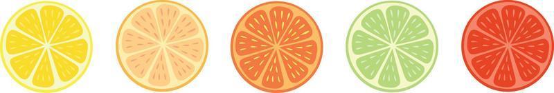 Citrus fruit slices on white background, vector