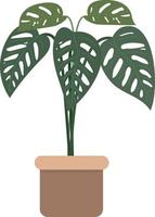 Monstera Adansonii Plant Indor Outdor Home vector