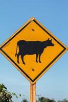 traffic sign with a cow symbol is an area where cows pass by. Drive, please take precautions for safety. Please drive slowly while traveling. photo