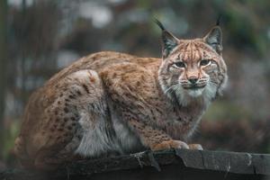 retrato de lince euroasiático foto