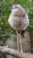 Red legged Seriema photo