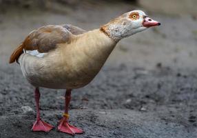 Egyptian goose in zoo photo