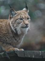 retrato de lince euroasiático foto