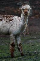 Alpaca in zoo photo