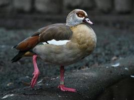 Egyptian goose in zoo photo