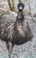 Emu in zoo photo