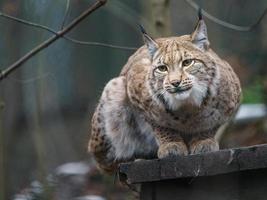 retrato de lince euroasiático foto