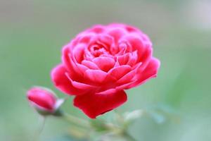 Beautiful red rose flower on natural background photo