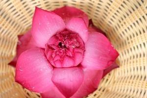 muy bonita flor de loto en una bonita maceta de mimbre. hermosa flor de loto rosa floreciente foto